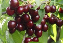 Evo zašto se ne jedu trešnje do Vidovdana: Verovanje kaže da ko to pravilo prekrši u zagrobnom životu ga čeka…