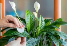 Samo ga sipajte u saksiju i cvijet cvjeta skoro NON-STOP: Nema bolesti, imamo 5 puta više lijepih listova i cvjetova!