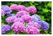 Samo 1 krompir čini da eksplodira sa toliko cvijeća, jednostavno, jeftino i VRLO BRZO Samo 1 krompir čini da eksplodira sa toliko cvijeća, jednostavno, jeftino i VRLO BRZO - featured image