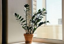 Zamija se ne stavlja bilo gdje: Samo jedno mjesto u domu privlači novac i sreću Zamija se ne stavlja bilo gdje: Samo jedno mjesto u domu privlači novac i sreću - featured image