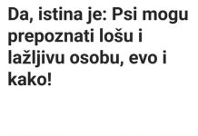 Da, istina je: Psi mogu prepoznati lošu i lažljivu osobu, evo i kako!