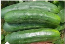 EVO ŠTA ĆE SE DESITI AKO SVAKOG DANA POJEDETE PO JEDAN KRASTAVAC: Niste Ni Svjesni Šta Radite Organizmu