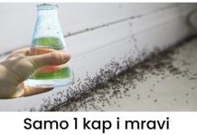 Samo 1 kap i mravi će odmah nestati: Najefikasniji kućni TRIK!