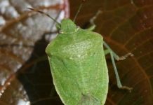 Sredstvo koje će pomoći da smrdibube ne borave u vašoj kući ove jeseni