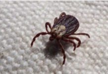 KRPELJI SE PLAŠE OVE DVIJE BILJKE! – Posadite ih u dvorištu i nikada više nećete vidjeti krpelja!