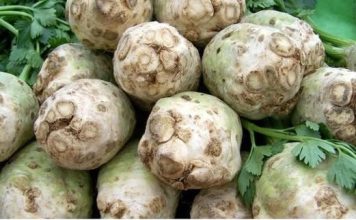 Čudesni napitak od celera: Topi kamenac, uklanja holesterol i olakšava probavu