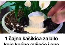 Samo jedna kasičica i svako kućno cvijeće ce zazeleniti