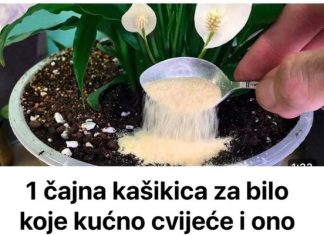 Samo jedna kasičica i svako kućno cvijeće ce zazeleniti