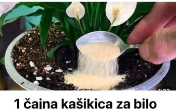 Samo jedna kasičica i svako kućno cvijeće ce zazeleniti
