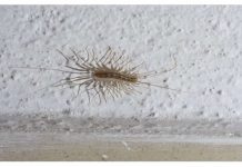 VEĆ SU SVUDA! AKO VIDITE OVU BUBU NA ZIDU, NI SLUČAJNO JE NE UBIJAJTE: Jezive su, ali ukazuju na jedan veliki problem koji imate u kući