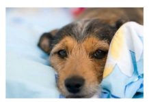 Do sada su vas lagali: Evo zašto pas treba da spava sa vama u krevetu!