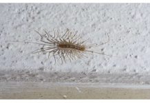 AKO VIDITE OVU BUBU NA ZIDU, NI SLUČAJNO JE NE UBIJAJTE: Ukazuju na jedan veliki problem koji imate u kući AKO VIDITE OVU BUBU NA ZIDU, NI SLUČAJNO JE NE UBIJAJTE: Ukazuju na jedan veliki problem koji imate u kući - featured image