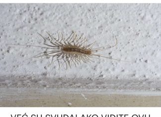 AKO VIDITE OVU BUBU NA ZIDU, NI SLUČAJNO JE NE UBIJAJTE: Ukazuju na jedan veliki problem koji imate u kući AKO VIDITE OVU BUBU NA ZIDU, NI SLUČAJNO JE NE UBIJAJTE: Ukazuju na jedan veliki problem koji imate u kući - featured image