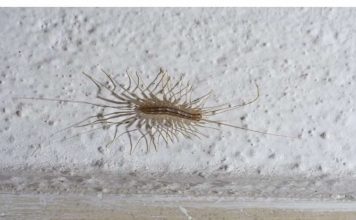 AKO VIDITE OVU BUBU NA ZIDU, NI SLUČAJNO JE NE UBIJAJTE: Ukazuju na jedan veliki problem koji imate u kući AKO VIDITE OVU BUBU NA ZIDU, NI SLUČAJNO JE NE UBIJAJTE: Ukazuju na jedan veliki problem koji imate u kući - featured image