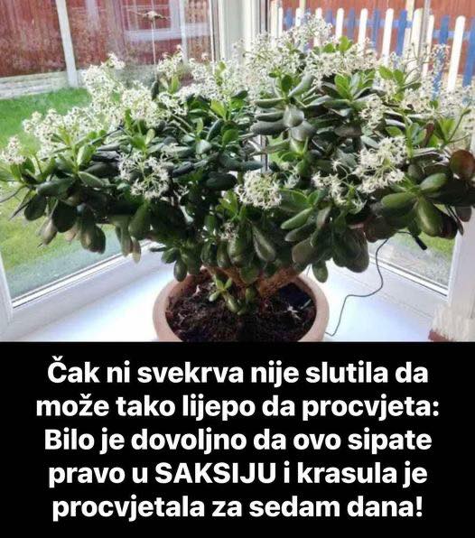 Čak ni svekrva nije slutila da može tako lijepo da procvjeta: bilo je dovoljno da ovo sipate pravo u saksiju I krasula je procvjetala za sedam dana! - featured image Čak ni svekrva nije slutila da može tako lijepo da procvjeta: bilo je dovoljno da ovo sipate pravo u saksiju I krasula je procvjetala za sedam dana! - featured image