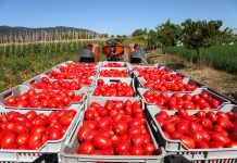 Svježi paradajz i do 2 godine: Sigurna metoda da traje duže… Svježi paradajz i do 2 godine: Sigurna metoda da traje duže… - featured image