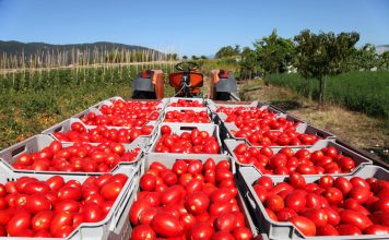 Svježi paradajz i do 2 godine: Sigurna metoda da traje duže… Svježi paradajz i do 2 godine: Sigurna metoda da traje duže… - featured image