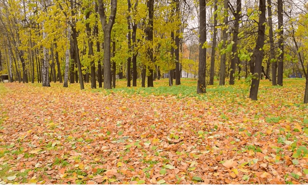 NIKAD ne bacaj jesensko lišće! Vrijedi više od zlata… - featured image