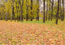 NIKAD ne bacaj jesensko lišće! Vrijedi više od zlata… NIKAD ne bacaj jesensko lišće! Vrijedi više od zlata… - featured image