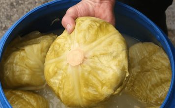 Evo kako iskusne domaćice iz Bugarske kisele kupus: Zbog ovogo trika bude najukusniji i nikad im se ne kvari. Evo kako iskusne domaćice iz Bugarske kisele kupus: Zbog ovogo trika bude najukusniji i nikad im se ne kvari. - featured image