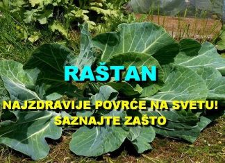 POVRĆE JE TOLIKO ZDRAVO DA O NJEMU PIŠE NJUJORK TAJMS: Amerikanci daju po 30 dolara za jedan list, a ono raste kod nas POVRĆE JE TOLIKO ZDRAVO DA O NJEMU PIŠE NJUJORK TAJMS: Amerikanci daju po 30 dolara za jedan list, a ono raste kod nas - featured image