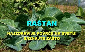 POVRĆE JE TOLIKO ZDRAVO DA O NJEMU PIŠE NJUJORK TAJMS: Amerikanci daju po 30 dolara za jedan list, a ono raste kod nas POVRĆE JE TOLIKO ZDRAVO DA O NJEMU PIŠE NJUJORK TAJMS: Amerikanci daju po 30 dolara za jedan list, a ono raste kod nas - featured image