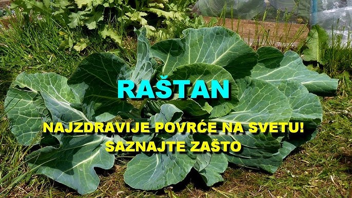 POVRĆE JE TOLIKO ZDRAVO DA O NJEMU PIŠE NJUJORK TAJMS: Amerikanci daju po 30 dolara za jedan list, a ono raste kod nas - featured image