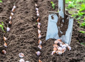 NIKAD ne sadite češnjak u jesen ako OVO niste znali! Bit će ogroman… NIKAD ne sadite češnjak u jesen ako OVO niste znali! Bit će ogroman… - featured image