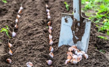 NIKAD ne sadite češnjak u jesen ako OVO niste znali! Bit će ogroman… NIKAD ne sadite češnjak u jesen ako OVO niste znali! Bit će ogroman… - featured image