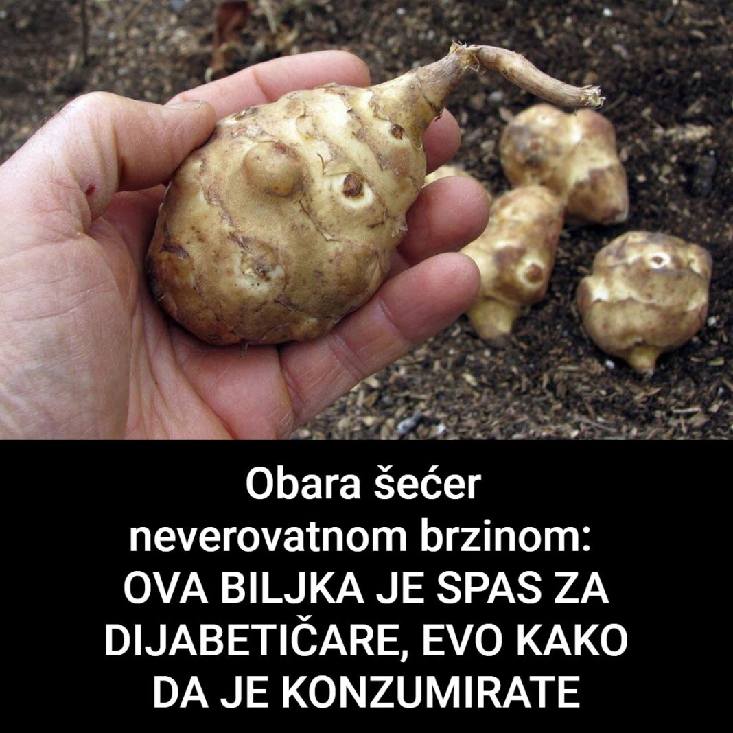 Ova biljka je spas za dijabetičare, idealna za mršavljenje i dobru probavu… - featured image Ova biljka je spas za dijabetičare, idealna za mršavljenje i dobru probavu… - featured image
