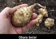 Ova biljka je spas za dijabetičare, idealna za mršavljenje i dobru probavu… Ova biljka je spas za dijabetičare, idealna za mršavljenje i dobru probavu… - featured image