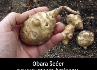 Ova biljka je spas za dijabetičare, idealna za mršavljenje i dobru probavu… Ova biljka je spas za dijabetičare, idealna za mršavljenje i dobru probavu… - featured image