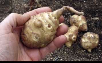 Ova biljka je spas za dijabetičare, idealna za mršavljenje i dobru probavu… Ova biljka je spas za dijabetičare, idealna za mršavljenje i dobru probavu… - featured image