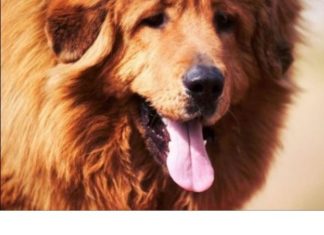 AKO STE MISLILI DA PAS JEDE TRAVU ZBOG PROBLEMA SA STOMAKOM PREVARILI STE SE: EVO šta je prava istina, morate znati AKO STE MISLILI DA PAS JEDE TRAVU ZBOG PROBLEMA SA STOMAKOM PREVARILI STE SE: EVO šta je prava istina, morate znati - featured image