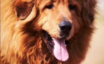 AKO STE MISLILI DA PAS JEDE TRAVU ZBOG PROBLEMA SA STOMAKOM PREVARILI STE SE: EVO šta je prava istina, morate znati AKO STE MISLILI DA PAS JEDE TRAVU ZBOG PROBLEMA SA STOMAKOM PREVARILI STE SE: EVO šta je prava istina, morate znati - featured image