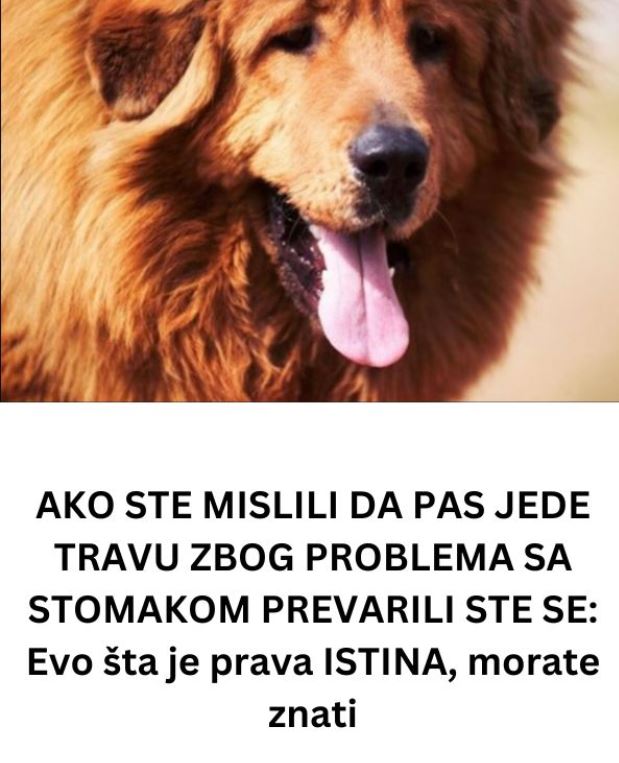AKO STE MISLILI DA PAS JEDE TRAVU ZBOG PROBLEMA SA STOMAKOM PREVARILI STE SE: EVO šta je prava istina, morate znati - featured image