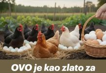 OVO je kao zlato za kokoške! Dat će vam dvostruko više jaja na jesen! OVO je kao zlato za kokoške! Dat će vam dvostruko više jaja na jesen! - featured image