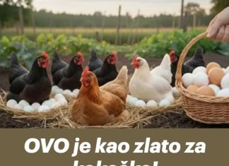 OVO je kao zlato za kokoške! Dat će vam dvostruko više jaja na jesen! OVO je kao zlato za kokoške! Dat će vam dvostruko više jaja na jesen! - featured image