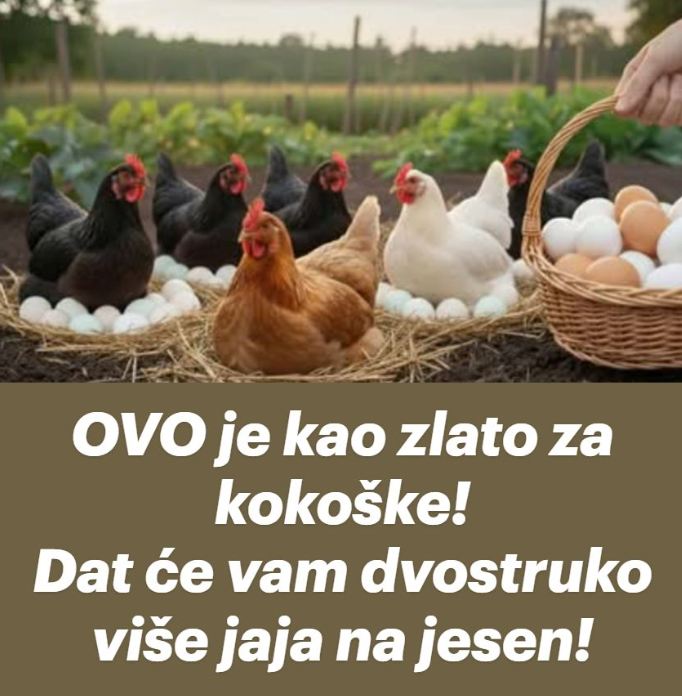 OVO je kao zlato za kokoške! Dat će vam dvostruko više jaja na jesen! - featured image OVO je kao zlato za kokoške! Dat će vam dvostruko više jaja na jesen! - featured image