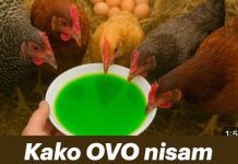 Kako OVO nisam znao ranije moje KOKOŠKE svaki dan snesu 100 jaja! Kako OVO nisam znao ranije moje KOKOŠKE svaki dan snesu 100 jaja! - featured image