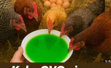 Kako OVO nisam znao ranije moje KOKOŠKE svaki dan snesu 100 jaja! Kako OVO nisam znao ranije moje KOKOŠKE svaki dan snesu 100 jaja! - featured image