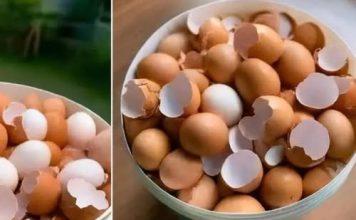 LJEKARI OTKRIVAJU: prokuvajte ljuske od jaja i recite zbogom… LJEKARI OTKRIVAJU: prokuvajte ljuske od jaja i recite zbogom… - featured image