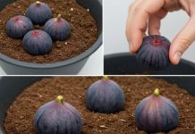 Zakopajte 4 smokve u vazu punu zemlje, ne možete ni zamisliti šta će se desiti ubrzo nakon toga Zakopajte 4 smokve u vazu punu zemlje, ne možete ni zamisliti šta će se desiti ubrzo nakon toga - featured image