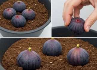 Zakopajte 4 smokve u vazu punu zemlje, ne možete ni zamisliti šta će se desiti ubrzo nakon toga Zakopajte 4 smokve u vazu punu zemlje, ne možete ni zamisliti šta će se desiti ubrzo nakon toga - featured image