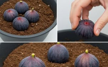 Zakopajte 4 smokve u vazu punu zemlje, ne možete ni zamisliti šta će se desiti ubrzo nakon toga Zakopajte 4 smokve u vazu punu zemlje, ne možete ni zamisliti šta će se desiti ubrzo nakon toga - featured image