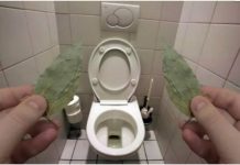 Evo zašto sam stavio lovorov list u kupatilo: Znale su već naše bake! Evo zašto sam stavio lovorov list u kupatilo: Znale su već naše bake! - featured image