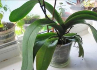 ORHIDEJE VAM NE CVJETAJU? Stavite samo 1 namirnicu u korijen i bujaće tokom cijele godine ORHIDEJE VAM NE CVJETAJU? Stavite samo 1 namirnicu u korijen i bujaće tokom cijele godine - featured image