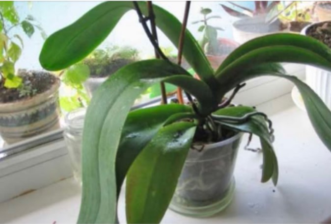 ORHIDEJE VAM NE CVJETAJU? Stavite samo 1 namirnicu u korijen i bujaće tokom cijele godine - featured image ORHIDEJE VAM NE CVJETAJU? Stavite samo 1 namirnicu u korijen i bujaće tokom cijele godine - featured image