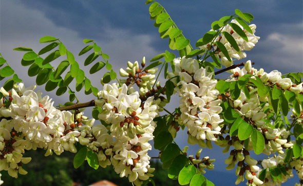 OVO DRVO DONOSI NESREĆU: KO MU POLOMI GRANU UMIRE ZA MANJE OD GODINU DANA.. - featured image