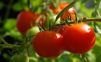 SVI SU POLUDJELI ZA PARADAJZ DIJETOM: Za SEDAM DANA se gubi 1O KILOGRAMA, a tek da čujete KOLIKO MRŠAVITE ZA TRI DANA SVI SU POLUDJELI ZA PARADAJZ DIJETOM: Za SEDAM DANA se gubi 1O KILOGRAMA, a tek da čujete KOLIKO MRŠAVITE ZA TRI DANA - featured image